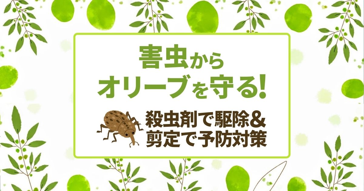 オリーブアナアキゾウムシはオリーブの天敵！駆除方法と対策法