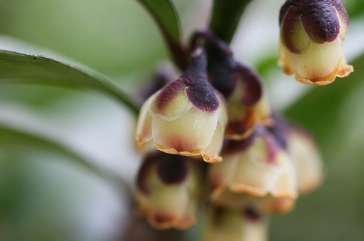 ヒサカキの花のにおいは独特