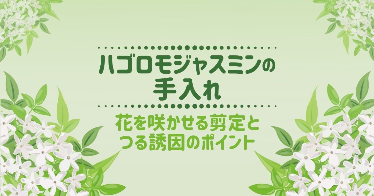 ハゴロモジャスミンの剪定方法と時期｜魅惑の花を自分好みに育てよう