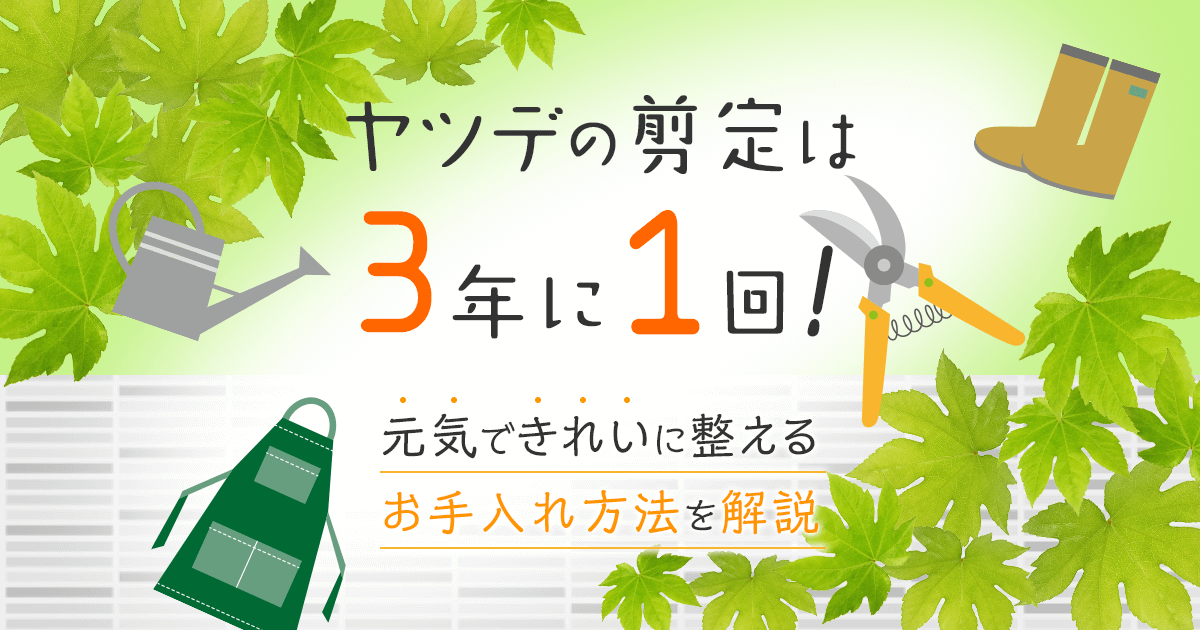 ヤツデの選定は３年に１回！元気できれいに整えるお手入れ方法を解説