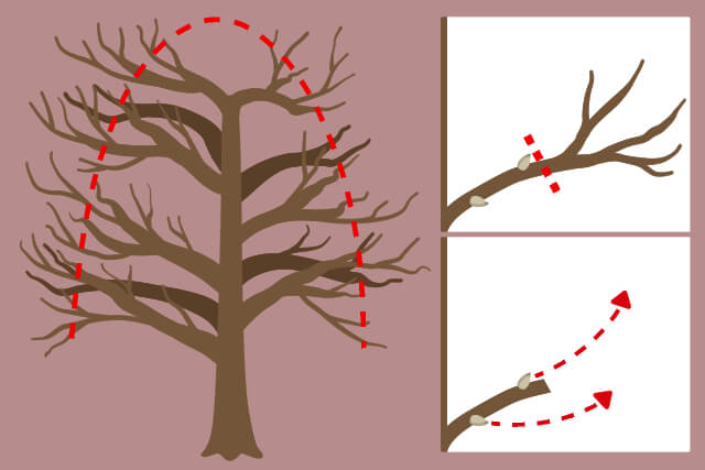 剪定方法 切り戻し剪定 