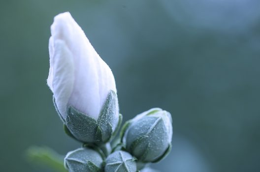 【原因1】花芽を切ってしまった