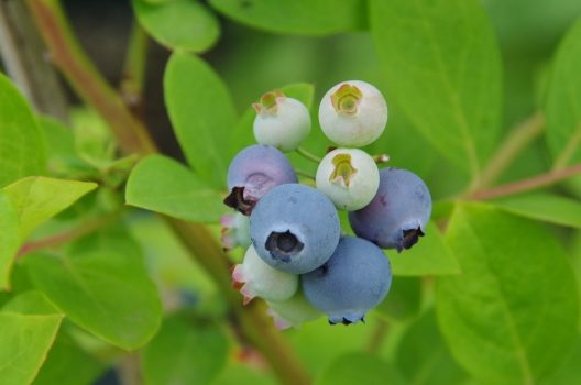 土づくり・植え付け