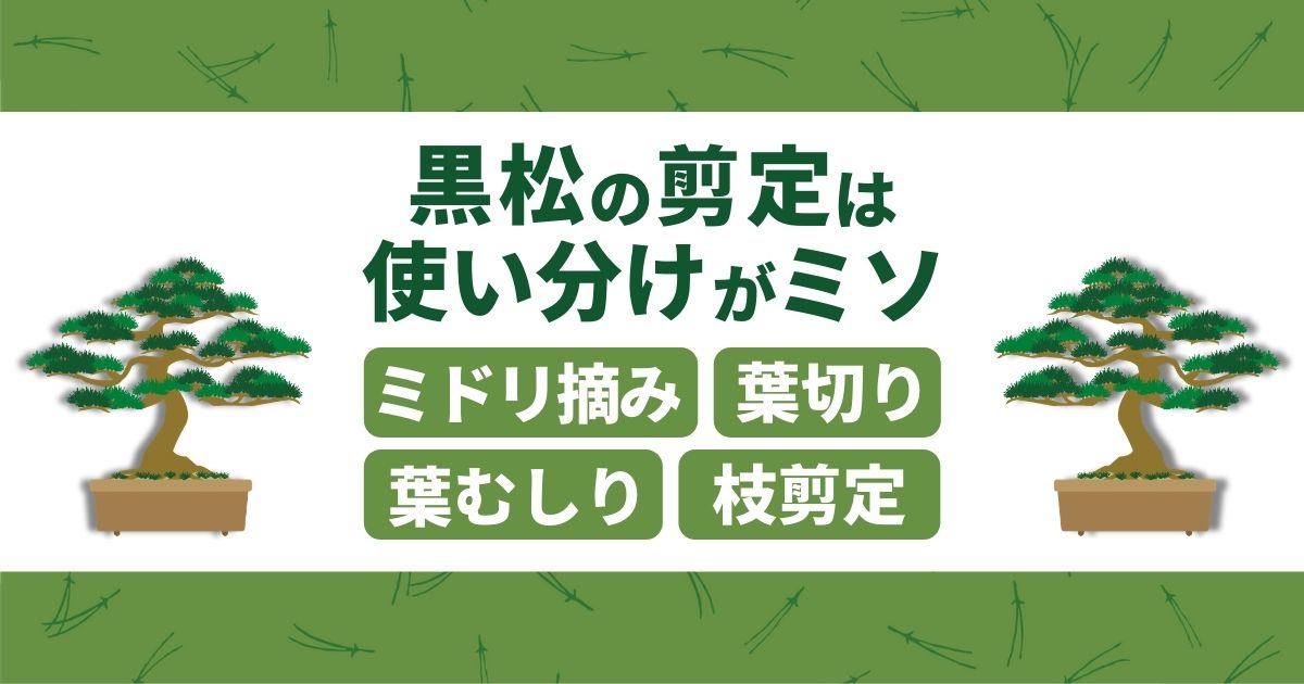 黒松の剪定方法は時期で違う。4つの剪定ときれいに仕上げるコツとは