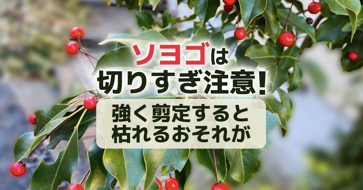 ソヨゴを剪定で弱らせてしまわないために。剪定の時期と方法について