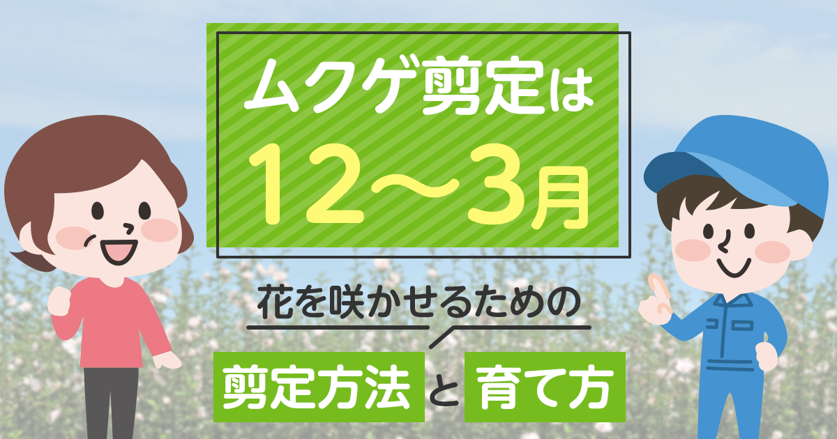 ムクゲの剪定は12～3月花を咲かせるための剪定方法と育て方