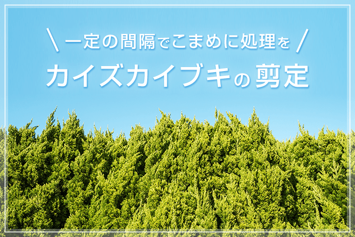 カイズカイブキを剪定するときのコツ。一定の間隔でこまめに処理を！