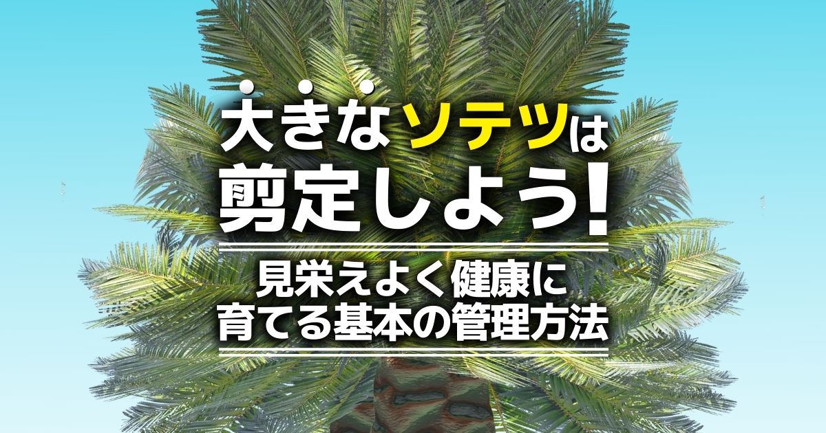 ソテツに剪定はいらないって本当？時期や植え替え・基本の育て方