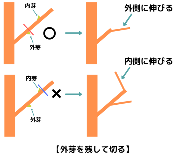 外芽を残して切る