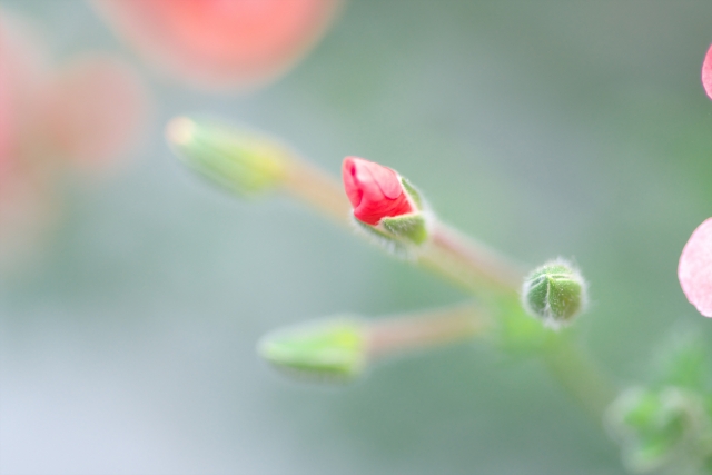 植え付け｜真夏と真冬は避けよう