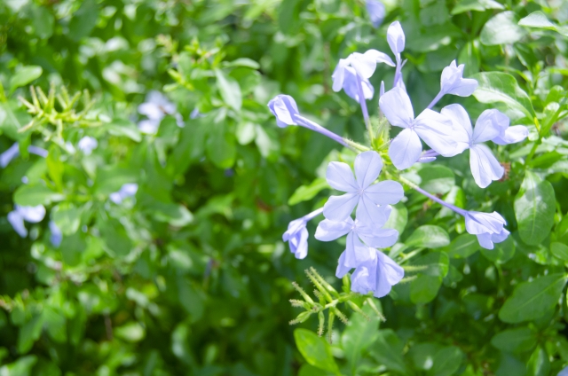 植え付けは鉢植え・地植えのどちらも可能