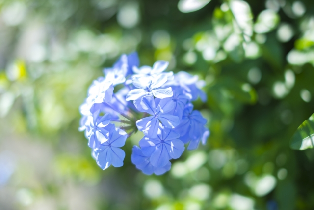 植え替えに適した時期