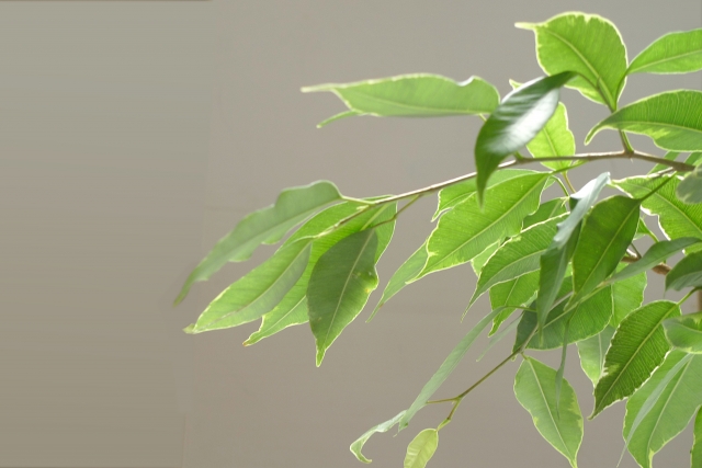 植え替えの時期