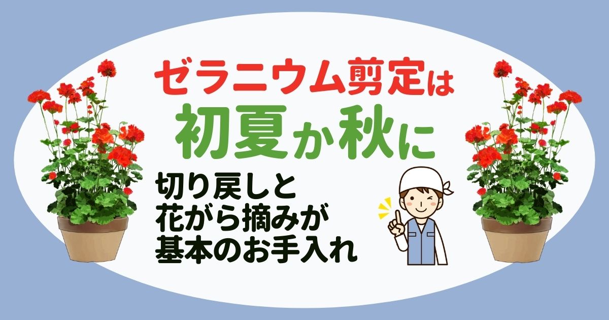 ゼラニウムの剪定方法と時期｜切り戻しのコツ・挿し木での増やし方など育て方も紹介