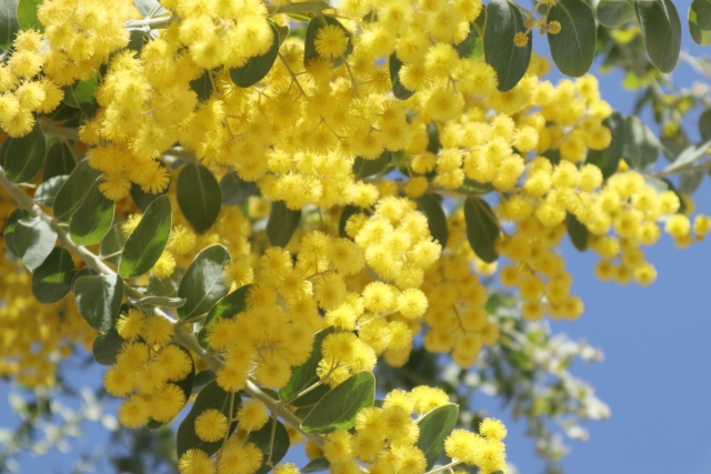 パールアカシアの剪定は花後におこなおう！鉢植え・地植えでの栽培管理方法＆ミモザとの違い・種類を紹介