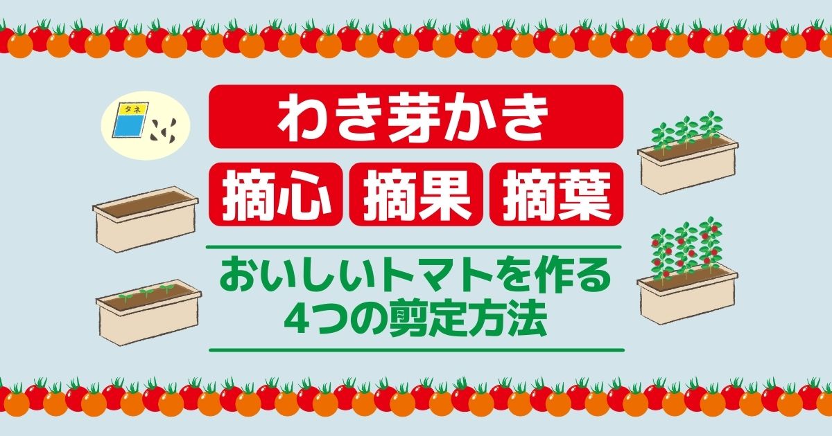 【トマトの剪定】摘心や摘果の方法や時期｜家庭菜園での栽培管理の仕方を覚えておいしいトマトを収穫しよう