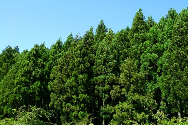 常緑針葉樹