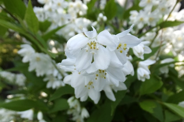 ウツギを剪定してキレイな花を咲かせよう！剪定方法や育て方をご紹介