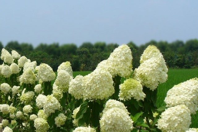 剪定時期は花を楽しんだあとに