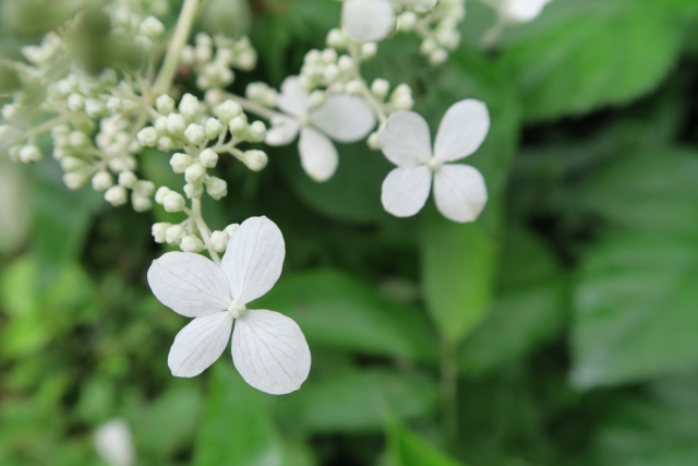 ノリウツギの剪定時期や手順！用土や挿し木など花を楽しむ方法を紹介