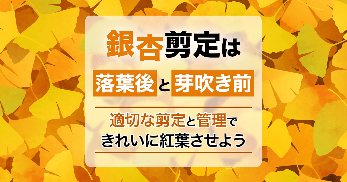 銀杏の剪定で高さを調節しよう！時期や方法などの手入れについて解説