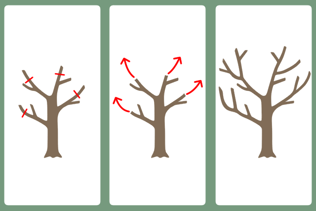 切り詰め剪定