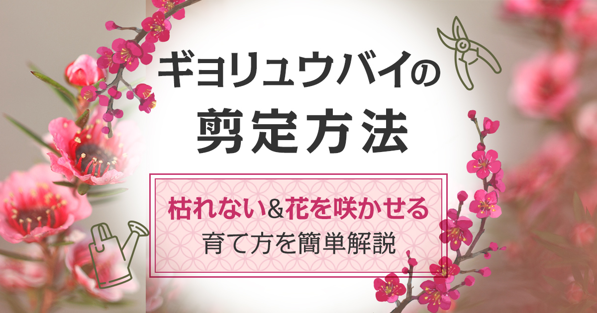 ギョリュウバイの剪定は5～6月に｜枯れない&花が咲く簡単剪定のコツ