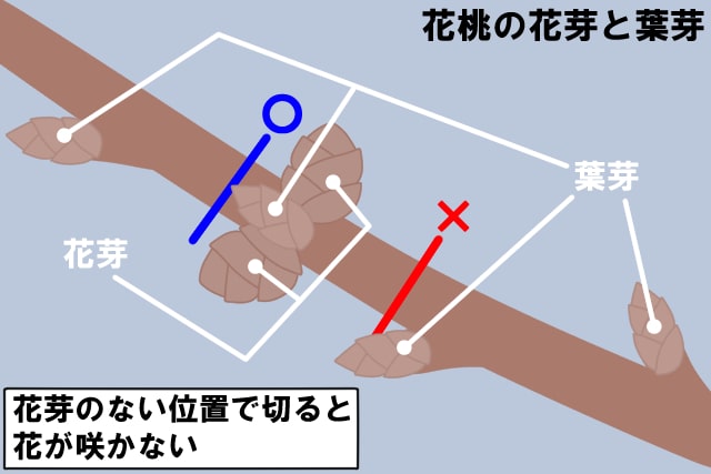 花桃の花芽と葉芽