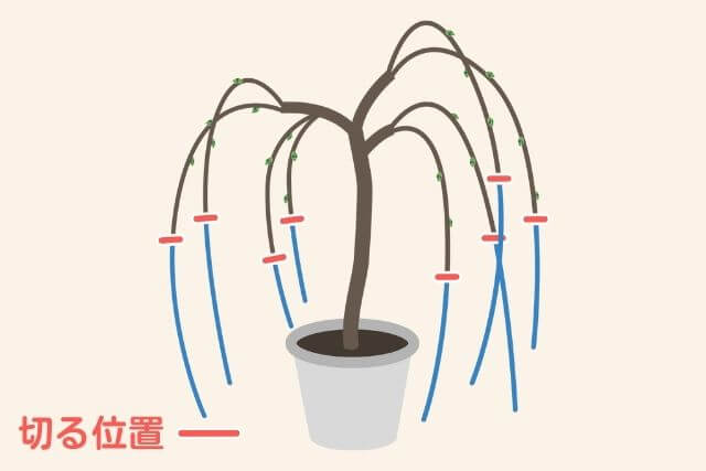 しだれ梅_鉢植えの剪定